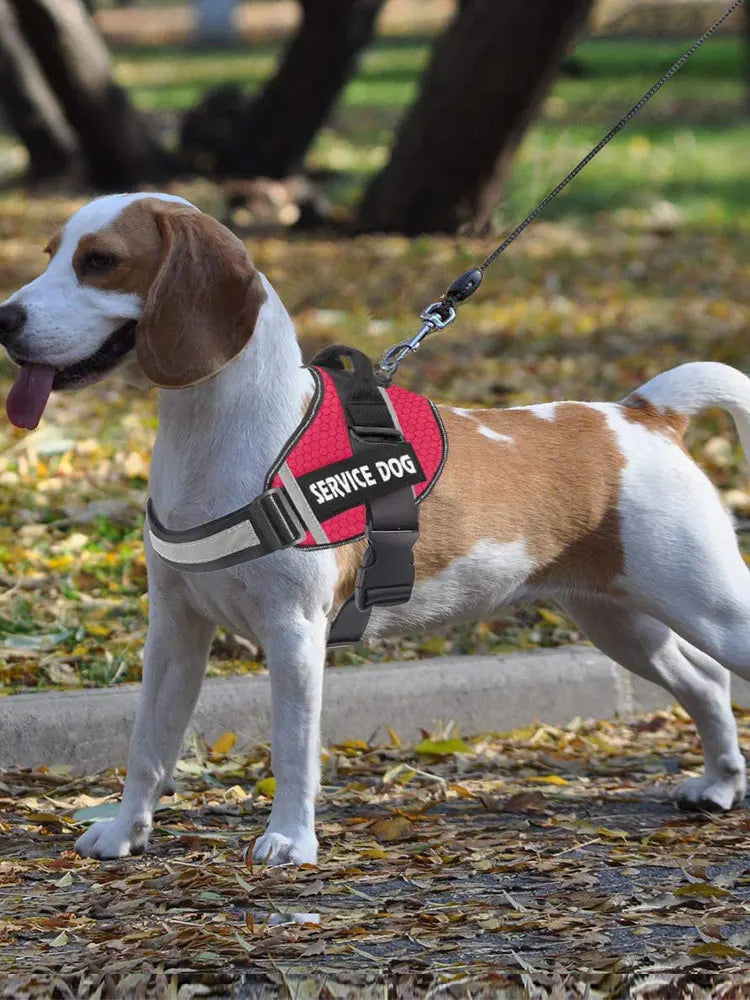 Personalized French Bulldog Harness