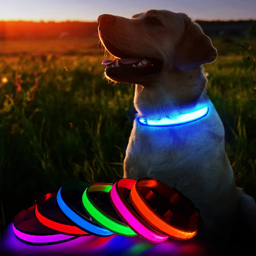 Dog Collar Luminous Pet Supplies Dog Collar - Your Best Outdoor Shop